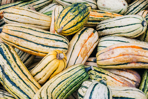 Fall squash displays autumn colors on the farm