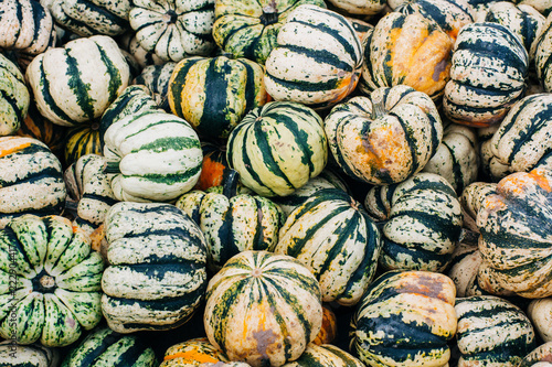 Miniature pumpkins show fall colors after harvest
