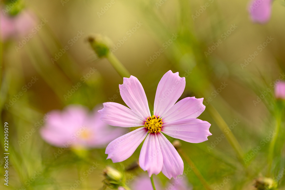 秋桜 秋桜