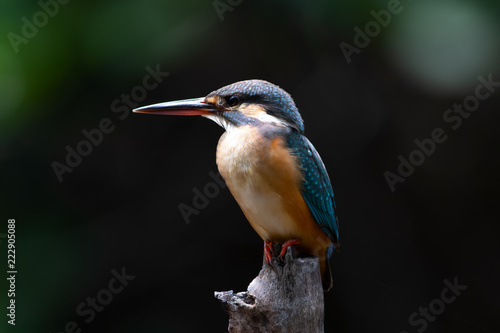 Common Kingfisher (alcedo atthis) A winter visitor bird which migrated to Thailand during September to March each year. This shot captured at Bangpoo sea shore.