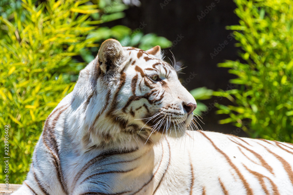 Naklejka premium White tiger
