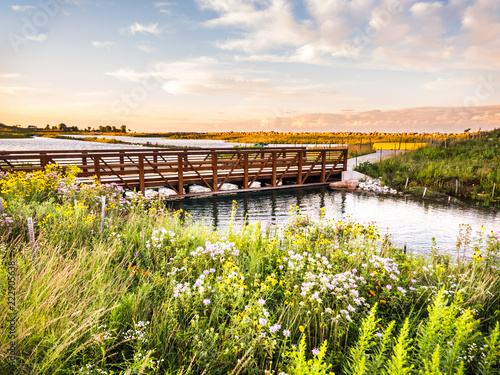 Beautiful landscape photo of bridge with water reflection at Chicago Northerly Island park with wildflowers in the foreground and white clouds in a blue sky at sunset golden hour