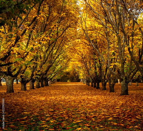 Foto autumn in chestnut tree grove