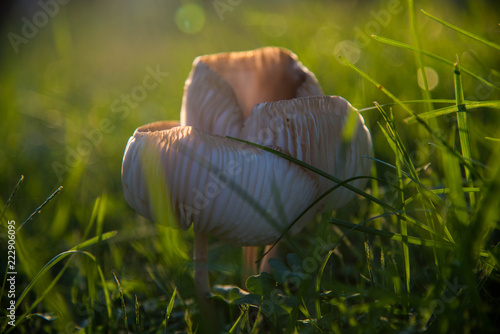 Mushroom in the yard 