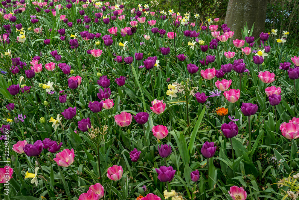 Fototapeta premium Netherlands,Lisse, a close up of a purple flower