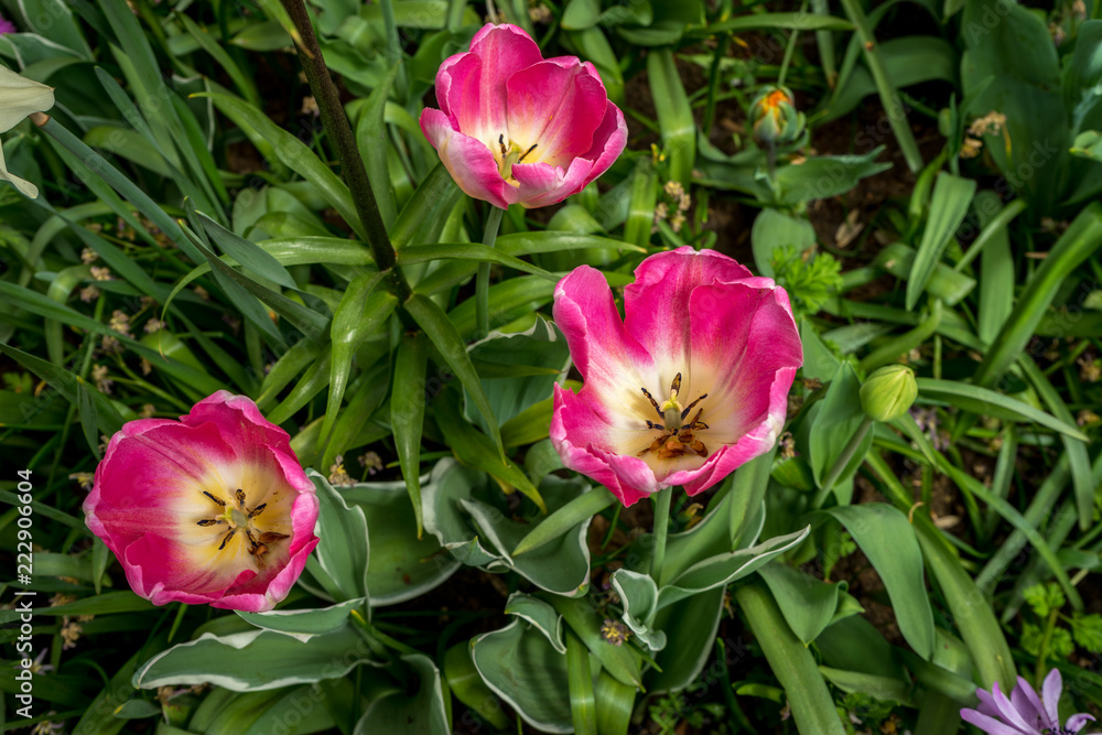 Netherlands,Lisse, a pink flower on a plant