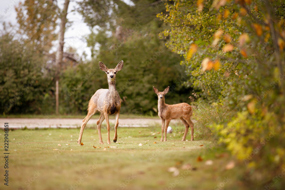 Fototapeta premium Doe and Fawn encounter