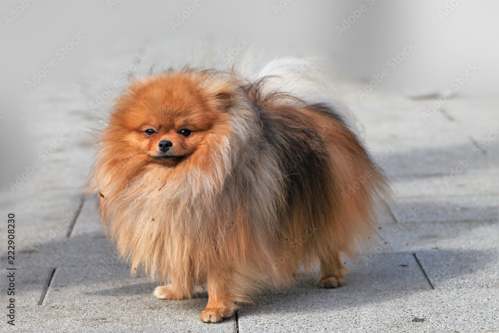 Pretty puppy of a German Spitz Mittelon a walk
