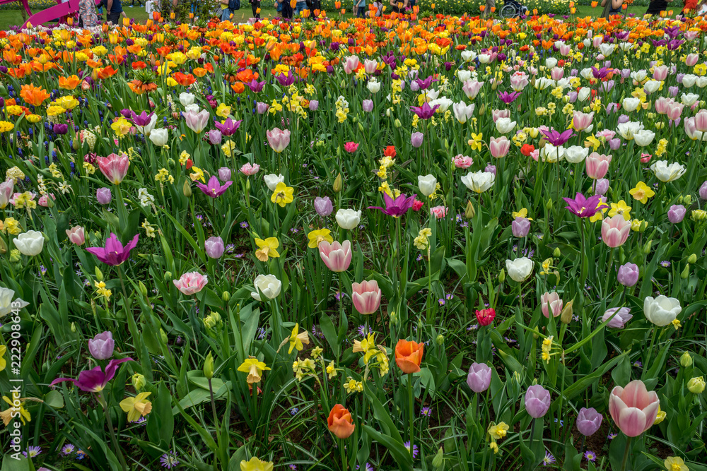 Netherlands,Lisse, COLORFUL TULIPS IN FIELD