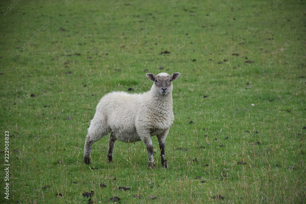 The little lamb is resting on the lawn The little lamb is resting on the lawn