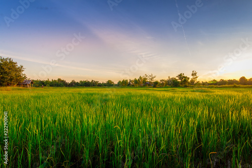 Green rice field at sunset time