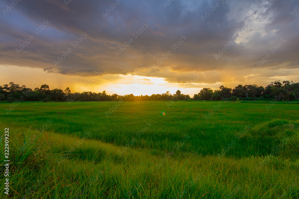 Green rice field on cloudy day at sunset time