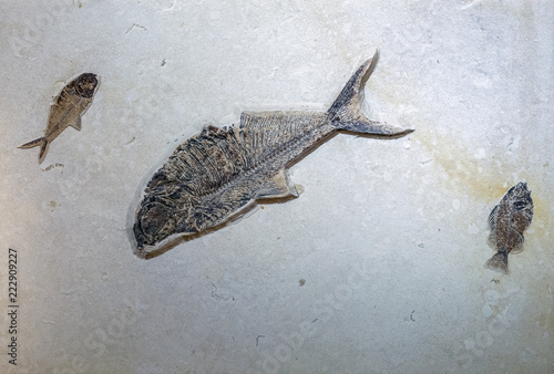 Diplomystus and Priscacara fish fossil photo