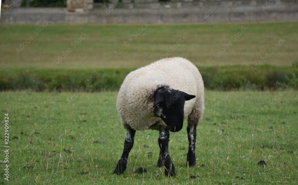 The lambs are resting on the green lawn. The lambs are resting on the green lawn.