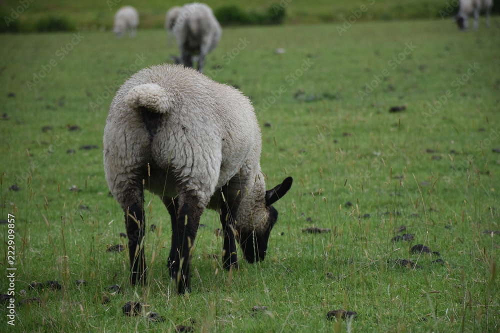 The lambs are resting on the green lawn. The lambs are resting on the green lawn.