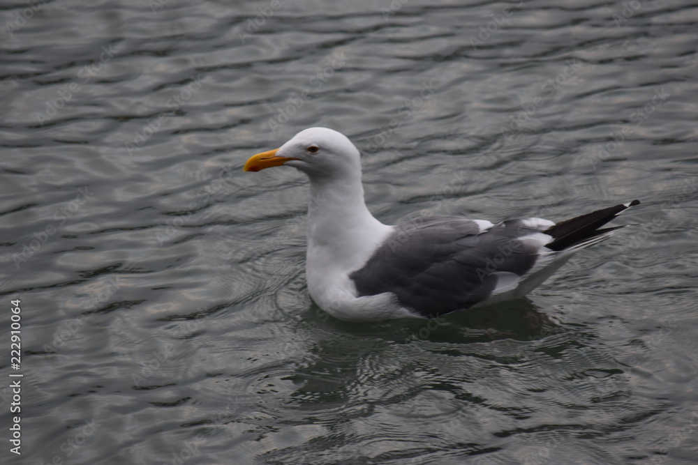 Fototapeta premium Gaviota