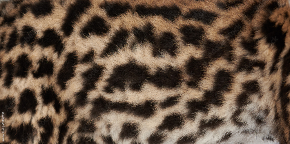 Wild cat fur texture Wild cat fur texture