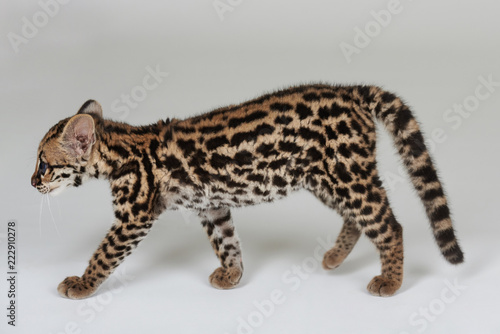 Wild cat walk on white background