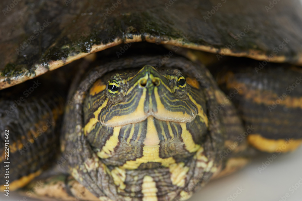 Obraz premium Macro porytrait of turtle
