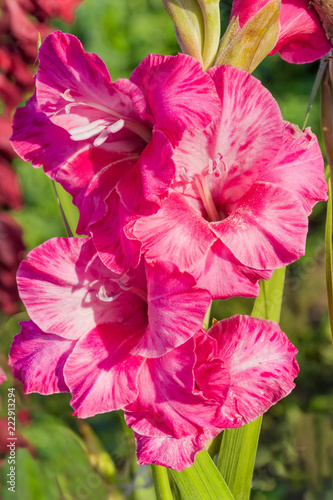 Fototapeta Naklejka Na Ścianę i Meble -  Pink flowers of cultivated gladiolus close-up