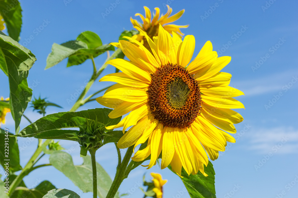 Flower of sunflower against of other flowers and sky Flower of sunflower against of other flowers and sky