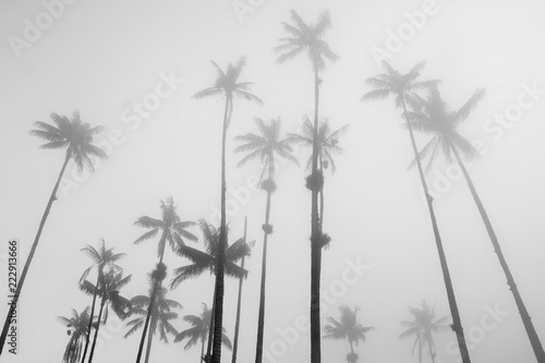 A forest of wax palm trees growing high in the sky disappear in the mist, in Cocora valley, Colombia