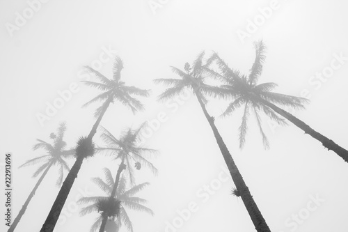 A forest of wax palm trees growing high in the sky disappear in the mist, in Cocora valley, Colombia