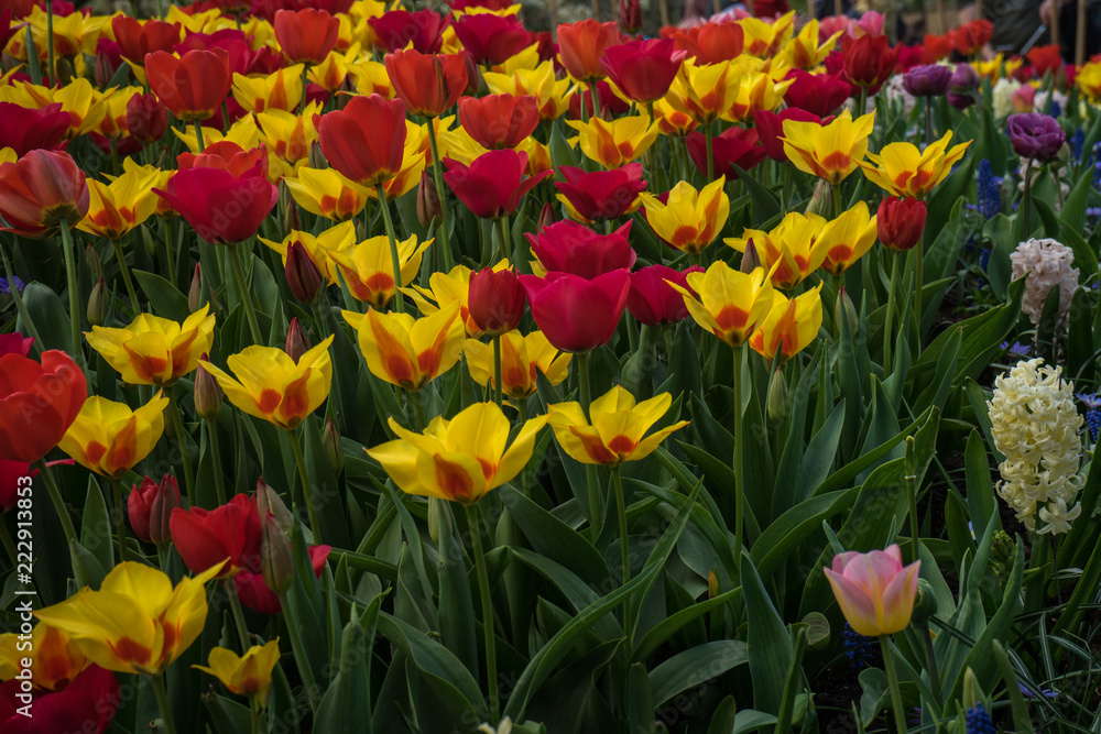 Netherlands,Lisse, CLOSE-UP OF MULTI COLORED TULIPS IN FIELD Netherlands,Lisse, CLOSE-UP OF MULTI COLORED TULIPS IN FIELD