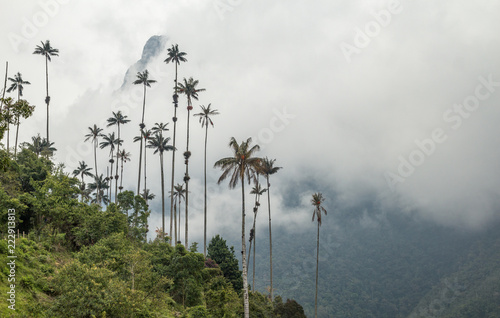 Tall wax palm trees in front of an Andean misty mountain in Cocora valley, Colombia