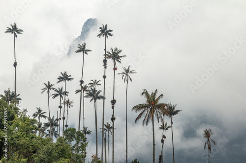Tall wax palm trees in front of an Andean misty mountain in Cocora valley  Colombia