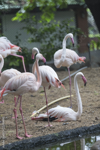 Pink flamingos against green background