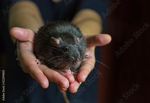 large black rat adult rodent with intelligent look coat color mink close-up looks straight © Kai Beercrafter