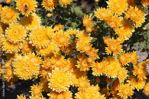 Yellow flowers
