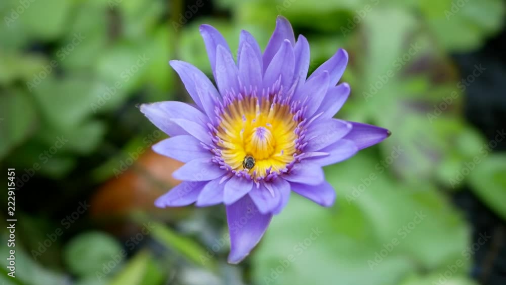 A purple lotus is one of the beautiful flower type. A purple lotus is one of the beautiful flower type.