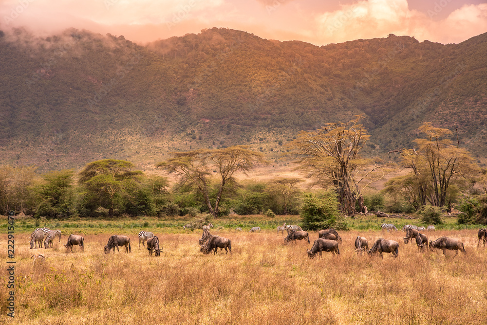 Landscape of Ngorongoro crater - Herd of wild animals grazing on grassland - herd of zebra and wildebeests (also known as gnus) at sunset  - Ngorongoro Conservation Area, Tanzania, Africa