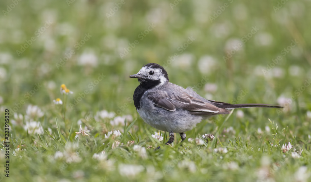 Wagtail walking on a green lawn in the spring Wagtail walking on a green lawn in the spring
