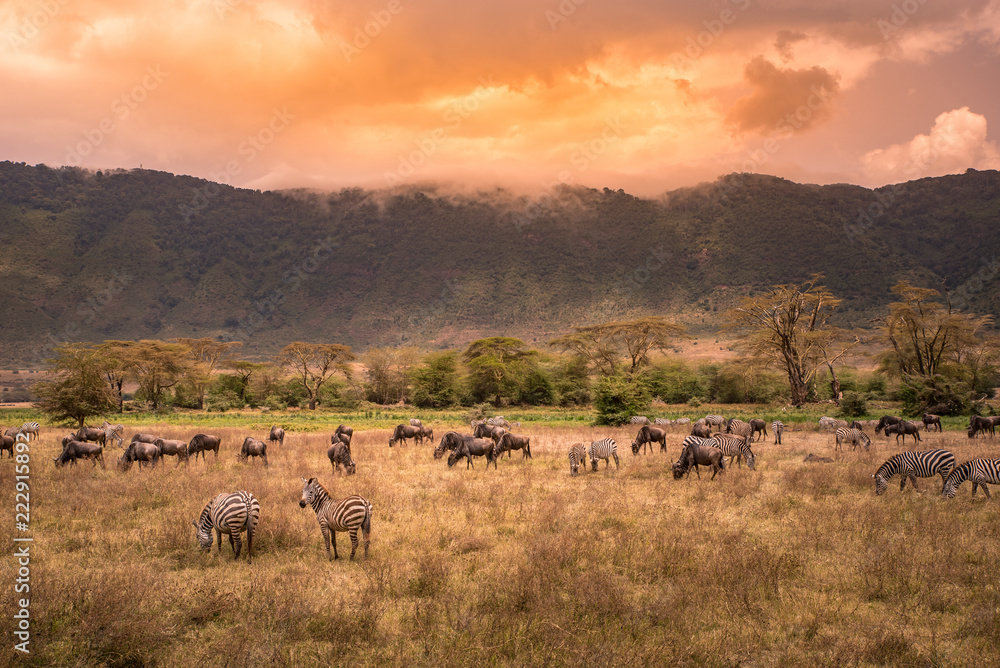 Landscape of Ngorongoro crater - Herd of wild animals grazing on grassland - herd of zebra and wildebeests (also known as gnus) at sunset - Ngorongoro Conservation Area, Tanzania, Africa Landscape of Ngorongoro crater - Herd of wild animals grazing on grassland - herd of zebra and wildebeests (also known as gnus) at sunset - Ngorongoro Conservation Area, Tanzania, Africa