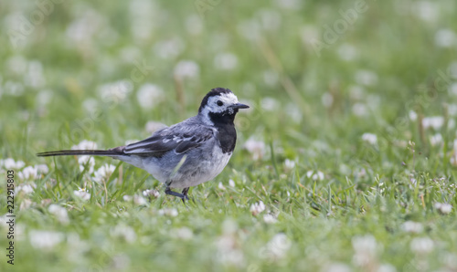 Wagtail walking on a green lawn in the spring