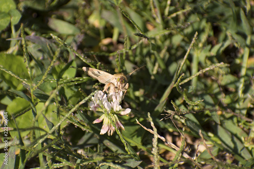 Brown Iowa butterfly with Green Eyes in Springbrook State Park