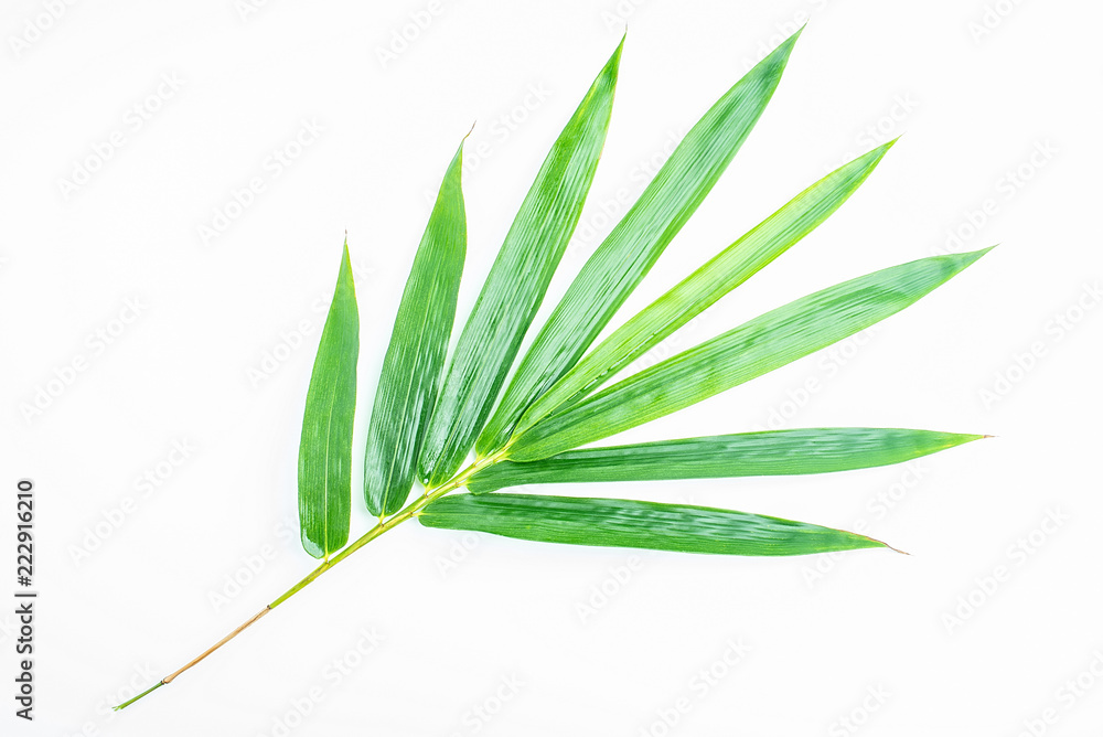 Green bamboo leaves Green bamboo leaves