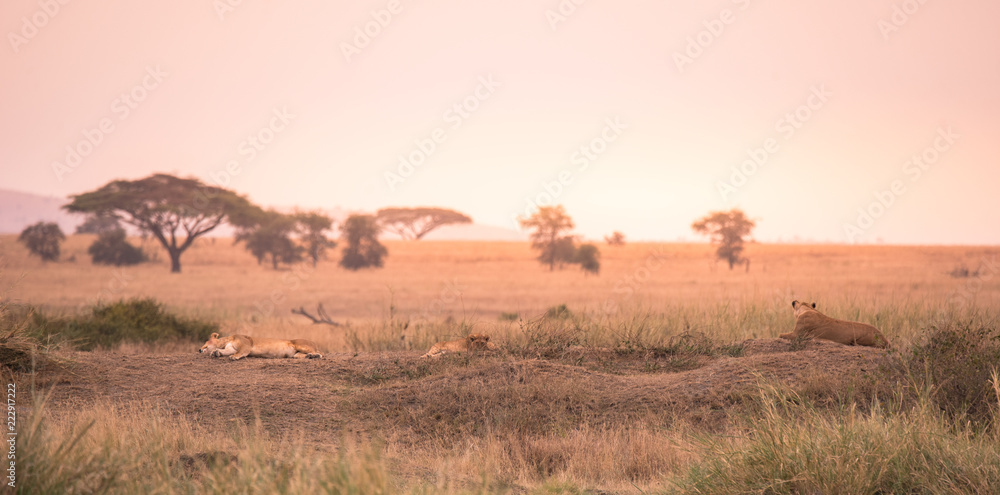 Female African Lion (Panthera leo) on top of a hill in Tanzania's Savannah at sunset - Serengeti National Park, Safari in Tanzania Female African Lion (Panthera leo) on top of a hill in Tanzania's Savannah at sunset - Serengeti National Park, Safari in Tanzania