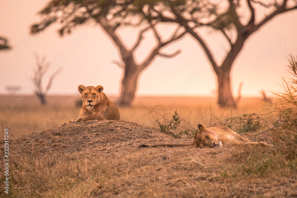 Naklejka premium Female African Lion (Panthera leo) on top of a hill in Tanzania's Savannah at sunset - Serengeti National Park, Safari in Tanzania