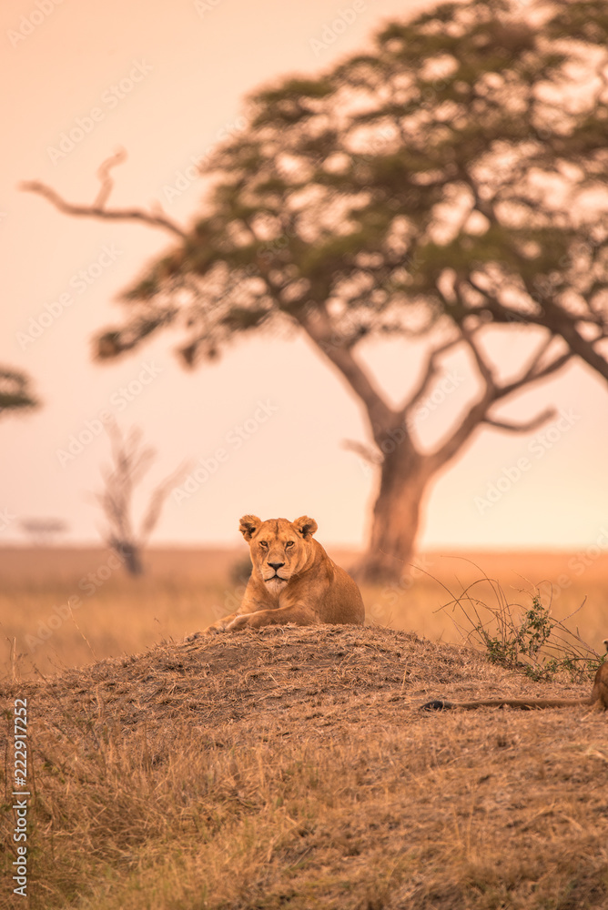 Fototapeta premium Samica lwa afrykańskiego (Panthera leo) na szczycie wzgórza w Tanzanii Savannah o zachodzie słońca - Park Narodowy Serengeti, Safari w Tanzanii