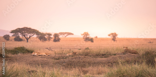 Female African Lion (Panthera leo) on top of a hill in Tanzania's Savannah at sunset - Serengeti National Park, Safari in Tanzania