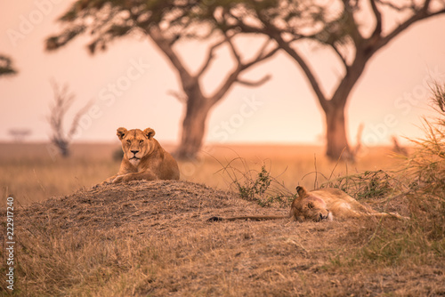 Fototapeta Naklejka Na Ścianę i Meble -  Female African Lion (Panthera leo) on top of a hill in Tanzania's Savannah at sunset - Serengeti National Park, Safari in Tanzania