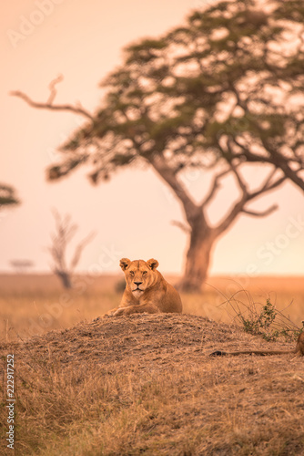 Female African Lion (Panthera leo) on top of a hill in Tanzania's Savannah at sunset - Serengeti National Park, Safari in Tanzania