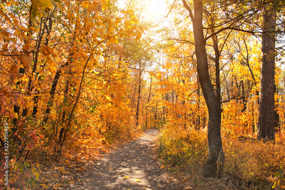 Road in autumn forest