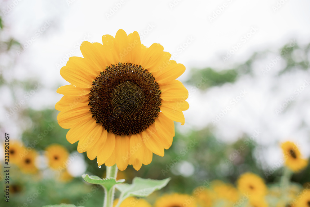 Obraz premium Sunflower at the sky.