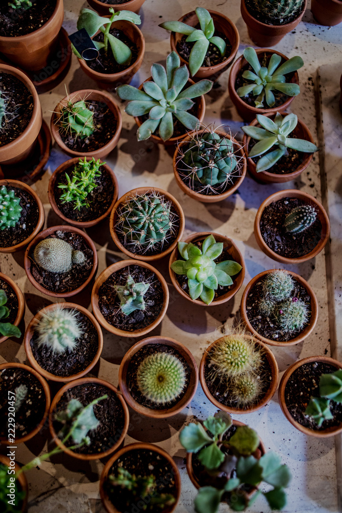Set of house indoor succulent plants and various  cactus in different pots. A tray of Succulents. Top view.