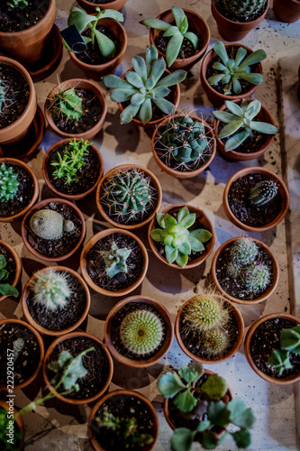 Set of house indoor succulent plants and various cactus in different pots. A tray of Succulents. Top view.